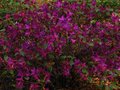 vignette Rhododendron Concinum pseudohyanthinum au 20 04 12