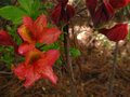 vignette Rhododendron Hebien au 20 04 12