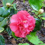 vignette Camlia ' PREMIER  ' camellia japonica