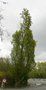 vignette Quercus robur 'Fastigiata'