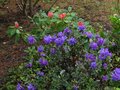vignette Rhododendron Blue tit devant le Rhododendron Invitation au 18 04 12