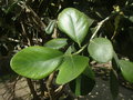 vignette Clusia flava (feuilles)