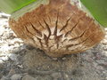 vignette Welwitschia mirabilis (dtail)