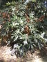 vignette oreopanax dactylifolium