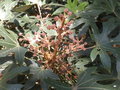 vignette oreopanax dactylifolium (fleur)