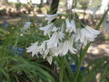 vignette Allium triquetrum (fleur)