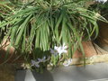 vignette Allium pallasii
