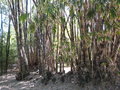 vignette bambous