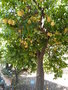 vignette citrus grandis (arbre)