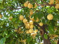 vignette citrus grandis (fruits)