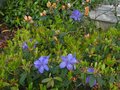 vignette Rhododendron Saint Tudy aux bouts des feuilles cuivrs au 21 04 12