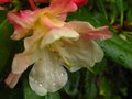 vignette Rhododendron Invitation gros plan 2 au 21 04 12