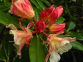vignette Rhododendron Invitation gros plan 1 au 21 04 12