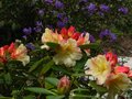 vignette Rhododendron Invitation bien accompagn au 22 04 12