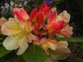 vignette Rhododendron Invitation et ses fleurs doubles gros plan au 22 04 12