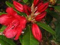 vignette Rhododendron Blitz qui dbute au 22 04 12