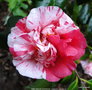 vignette Camlia ' MRS NELLIE EASTMAN ' camellia japonica