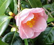 vignette Camlia ' BERENICE BODDY '  camellia japonica