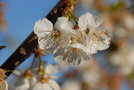 vignette Cerisier  (fleurs)