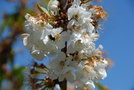 vignette Cerisier (fleurs)