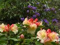 vignette Rhododendron Invitation sur un fond de Rhododendron Blue Tit au 23 04 12