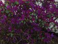 vignette Rhododendron Concinum pseudohyanthinum au 22 04 12