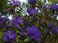vignette Rhododendron Augustinii Hillire's dark form au 22 04 12