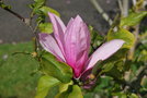 vignette Magnolia cv. (M.  'Galaxy' X Magnolia sargentiana)