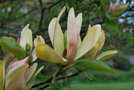 vignette Magnolia x brooklynensis 'Woodsmann'
