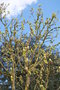 vignette Magnolia acuminata 'Koban Dori'
