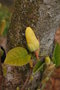 vignette Magnolia acuminata 'Koban Dori'