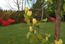 vignette Magnolia acuminata 'Large Yellow'