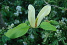 vignette Magnolia 'Yellow Fever'