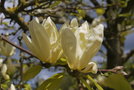 vignette Magnolia 'Elizabeth'   (M. acuminata X M. denudata)