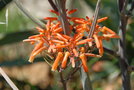 vignette Aloe striata  (fleurs)