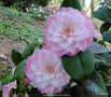 vignette Camlia ' BABY PEARL ' camellia japonica
