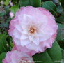 vignette Camlia ' BABY PEARL ' camellia japonica