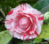 vignette Camlia ' CAMPARI ' camellia japonica