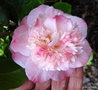 vignette ' NUCCIO'S JEWEL ' camellia japonica ?    une mutation de ce cultivar
