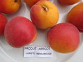 vignette Prunus armeniaca 'Bergarouge', abricotier, abricot