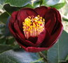 vignette Camlia ' BOB HOPE ' camellia japonica