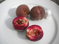 vignette Prunus persica 'Pche de Vigne Sanguine Vineuse', pcher, pche de vigne  chair lie de vin