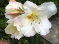 vignette Rhododendron Fragantissimum gros plan parfum au 25 04 12