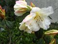 vignette Rhododendron Fragantissimum parfum au 25 04 12