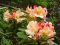 vignette Rhododendron Invitation au 24 04 12