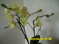 vignette orchide phal