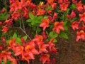 vignette Rhododendron Hebien trs flashy au 26 04 12