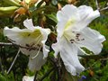 vignette Rhododendron Fragantissimum agrablement parfum au 26 04 12