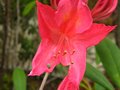 vignette Rhododendron Jolie madame trs parfum au 26 04 12