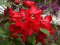 vignette Rhododendron Blitz au 26 04 12